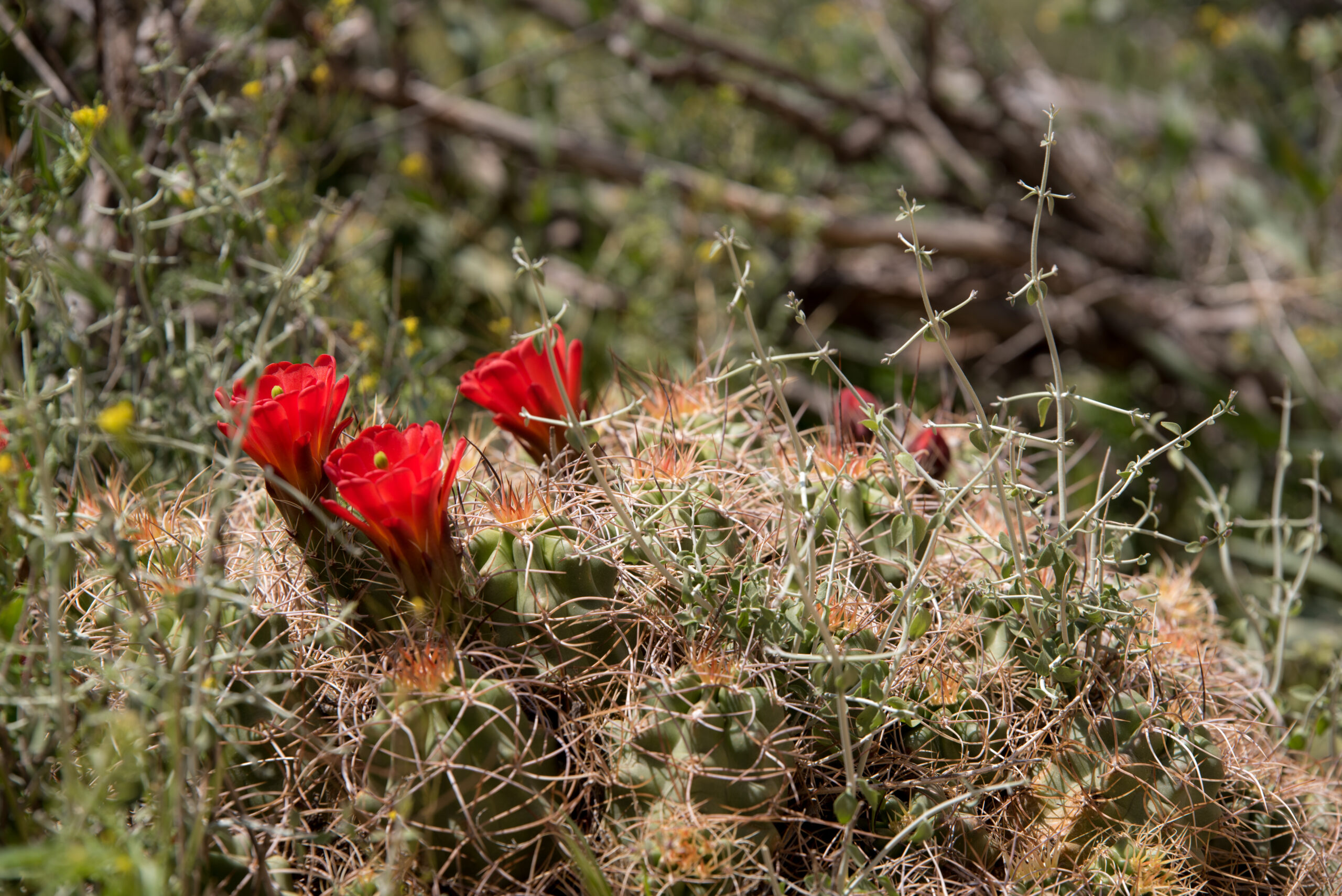 3 red flowers in a bed of cacti. There are some other bushes in the background with small, yellow flowers.