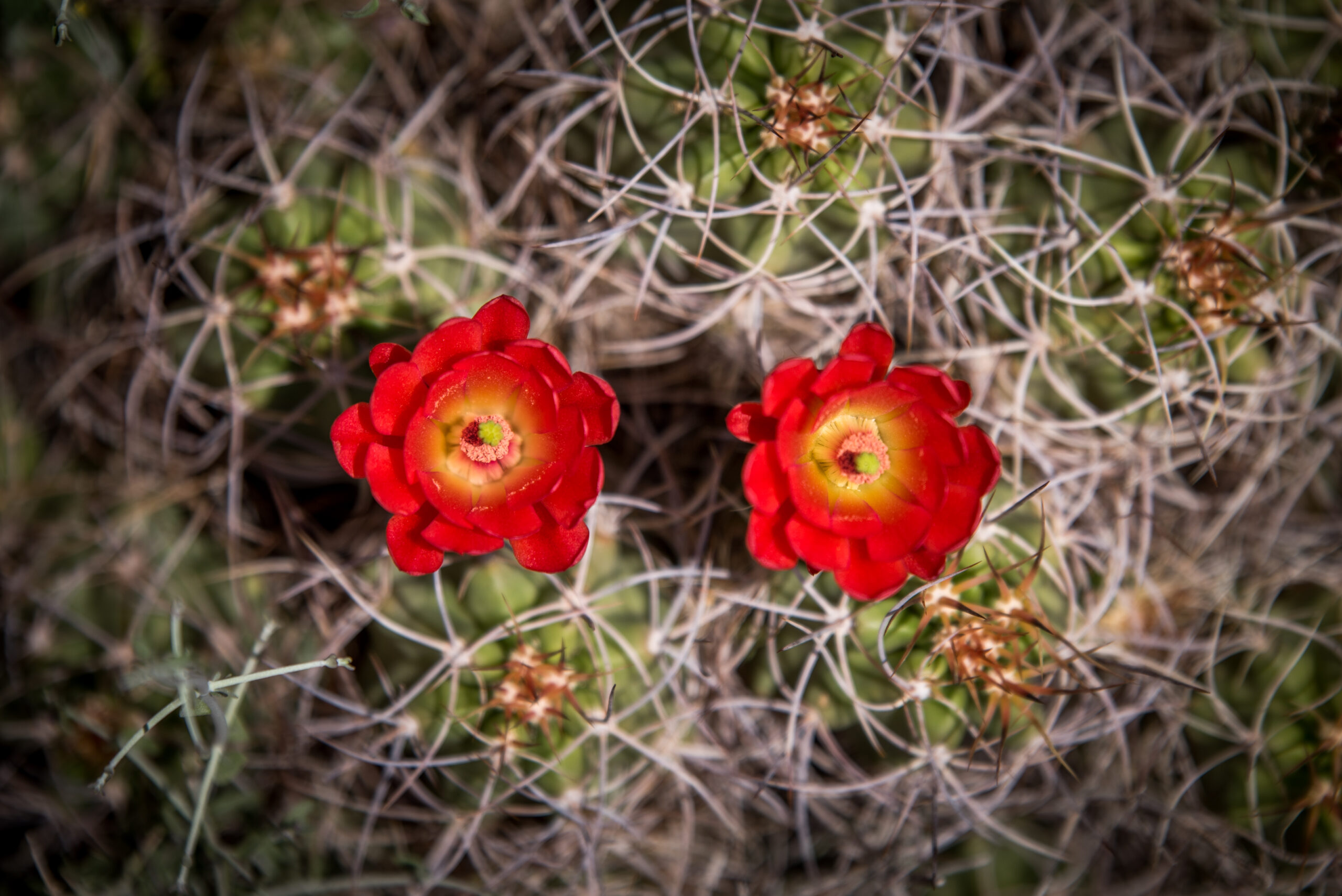 Two red flowers with yellow centers. They are growing off of a cactus and you can see the cactus spikes all around them.