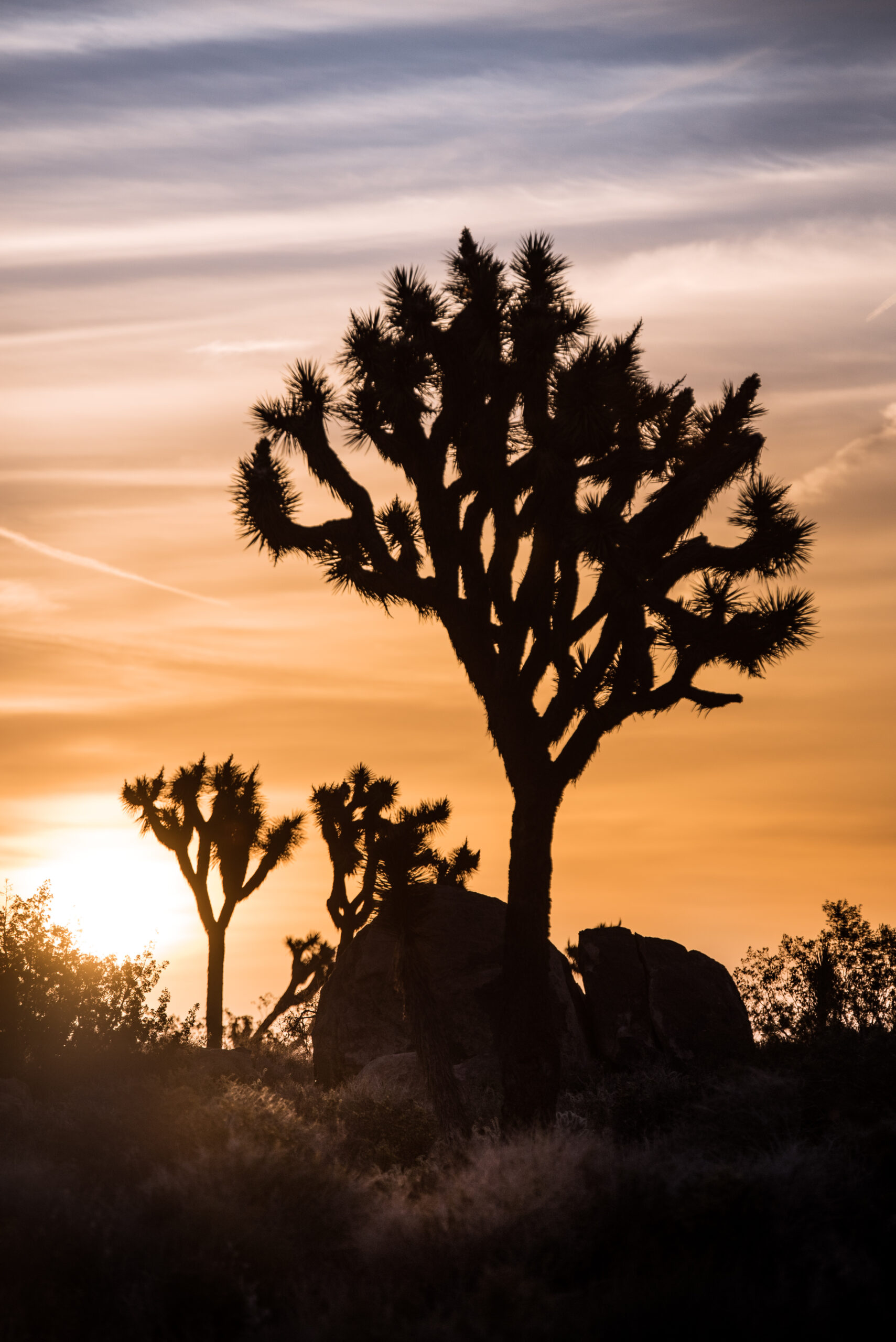 An orange and blue sunset with Joshua Tree's and bushes shadowed in the foreground.