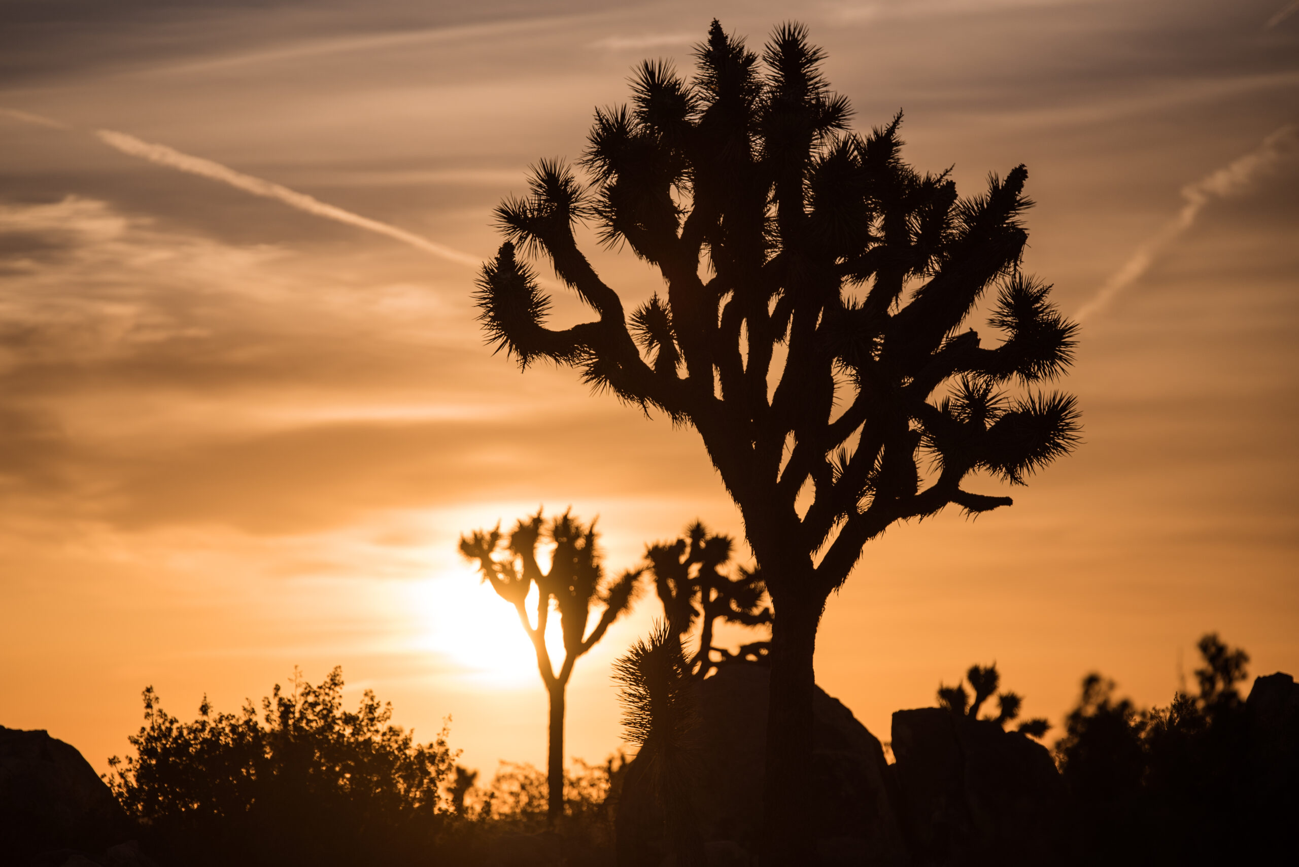 An orange sunset with Joshua Tree's and bushes shadowed in the foreground.
